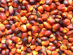 Palm oil production in Jukwa Village, Ghana, CC-BY oneVillage Initiative ,https://www.flickr.com/people/10411029@N08