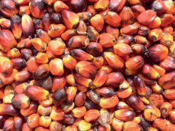 Palm oil production in Jukwa Village, Ghana